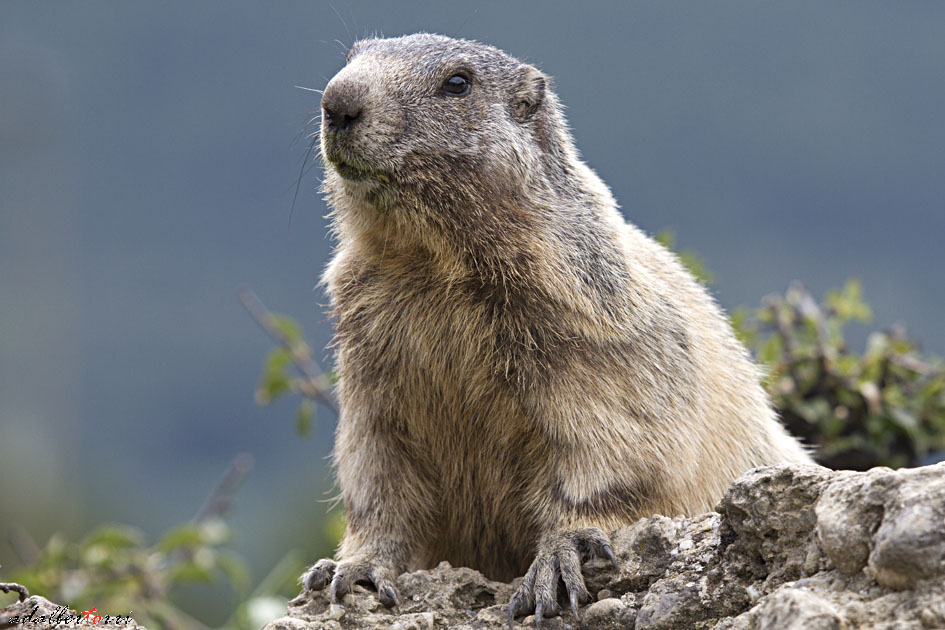 Marmotte