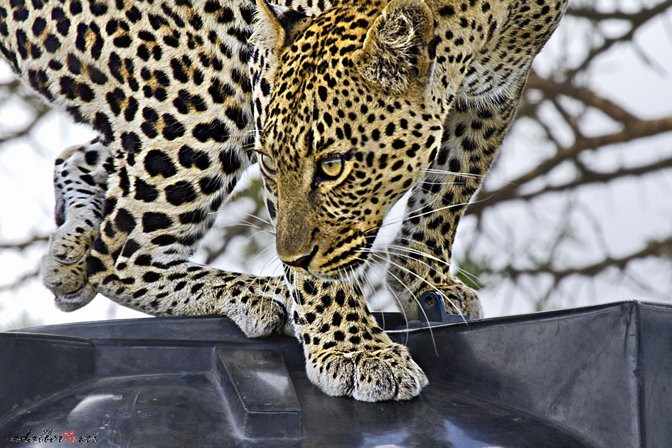 Tanzania