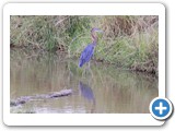 IMG_4618