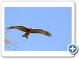 IMG_4936
